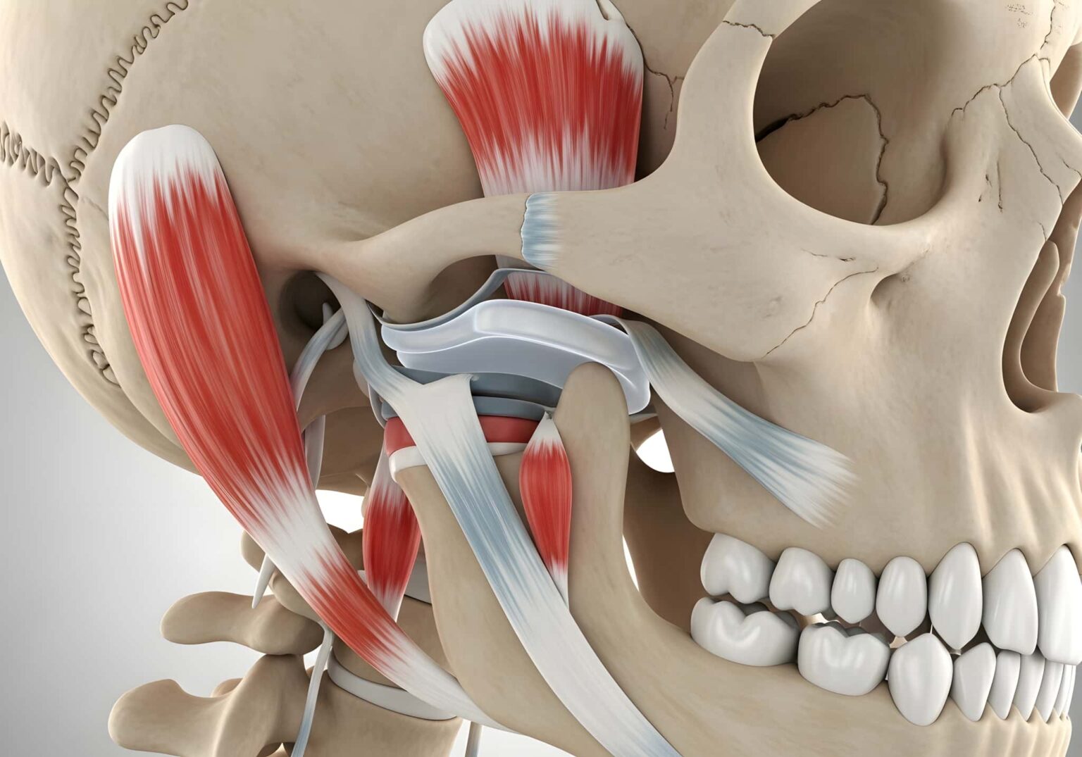 顎の関節と筋肉のイメージ